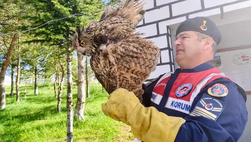 Dikenli Tellere Takılan Puhu, Doğa Severlerin Desteğiyle Kurtarıldı