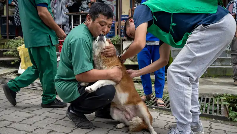 Filipinler'de Kuduz Alarmı: 2024'te Hayatını Kaybedenler Şoke Etti