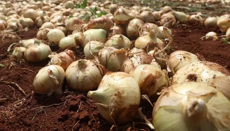 Hatay'da Soğan Hasadı Sezonu Açıldı, Çiftçilerin Yüzü Gülüyor!