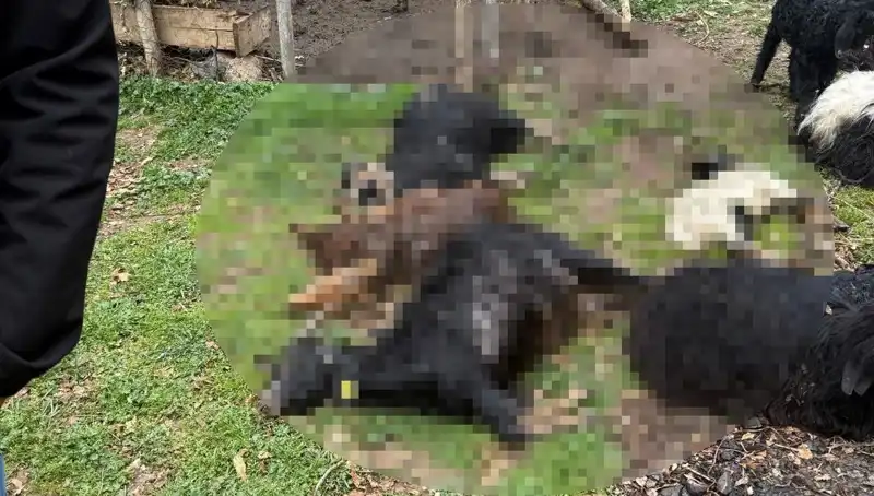 Sahipsiz Köpekler, 18 Keçiyi Bir Anda Telef Ettiler!