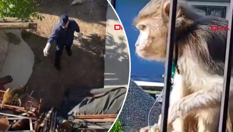Muğla'da Eğlenceli Bir Kovalamaca: Maymun Mahalleliyi Peşinden Sürdü!