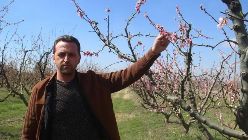 Don, Çiçek Açan Ağaçları Vurdu: Doğa Krizle Karşı Karşıya
