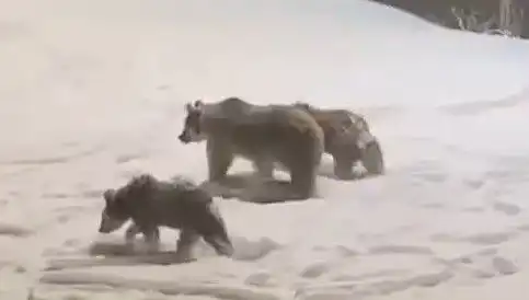 Anne Ayılar Yavrularıyla Birlikte Yiyecek Aramaya Çıktı!